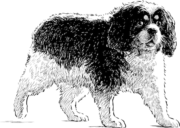 Vector sketch of a toy spaniel on a walk