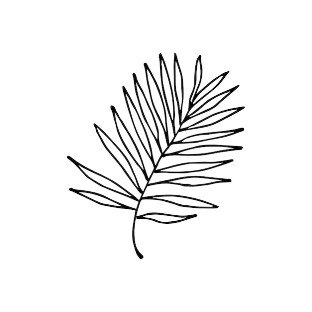 라인 아트 스타일로 열대 잎을 스케치합니다. 낙서 차마도레아. 정글 식물 개요. 손으로 그린 이국적인 나뭇잎 벡터 일러스트 레이 션 흰색 배경에 고립