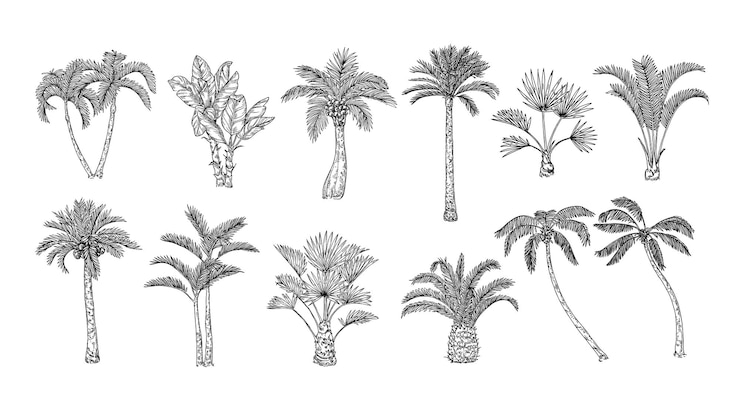 Vector sketch tropical palm trees hand drawn vintage hawaii beach palms engraved exotic nature botanical illustration set