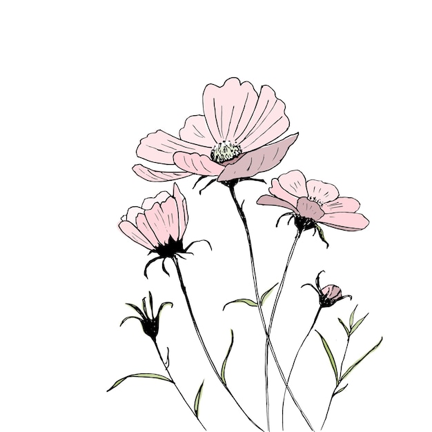 Vector sketch vector illustration with pink flowers cosmos flowers hand drawn line art
