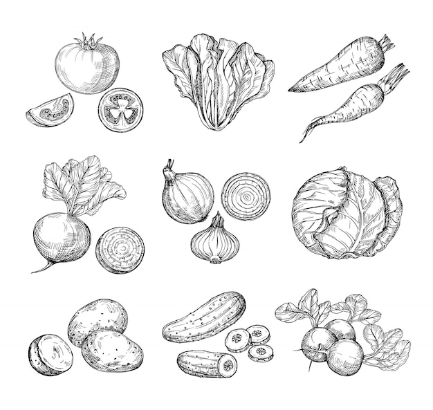 Vector sketch vegetables. fresh tomato cucumber and carrots potatoes. hand drawn onions radish and cabbage. garden vegetable set