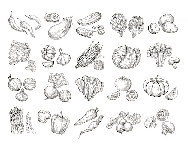 Sketch vegetables. vintage hand drawn garden vegetable collection.