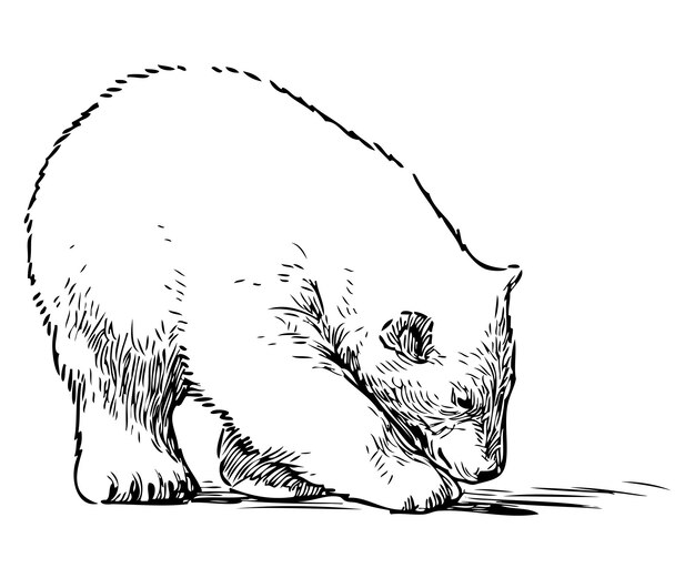 Vector sketch of walking polar bear cub