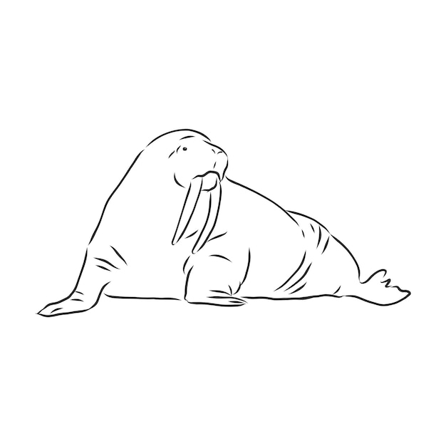 Sketch of a walrus. Hand drawn illustration converted to vector. walrus vector sketch illustration