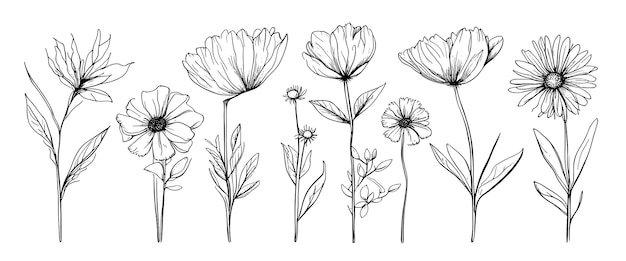 Sketch weeds herbal flowers and cereals trend elements design collection of hand drawn flowers and