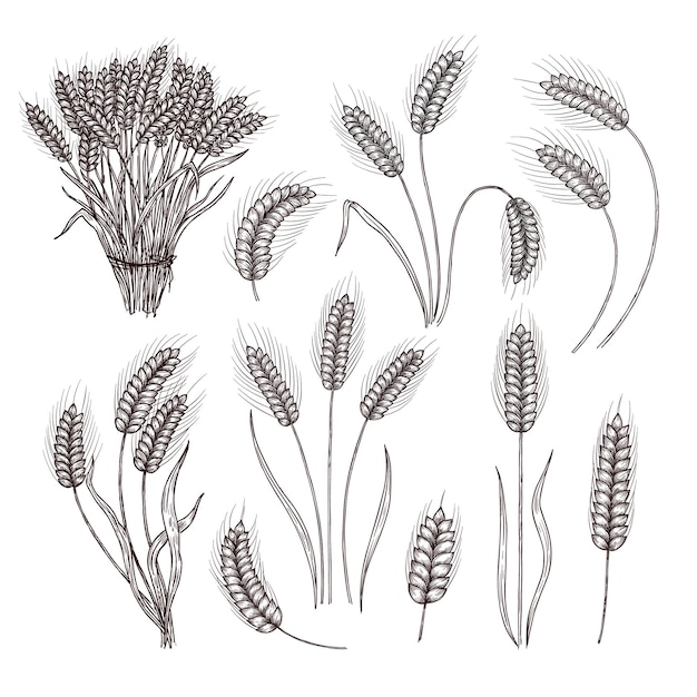 Эскиз пшеницы винтажные рисованной урожай стеблей пшеницы подробные колосья пшеницы и букет стеблей сельскохозяйственный цветочный векторный набор иллюстраций сбора урожая пшеницы