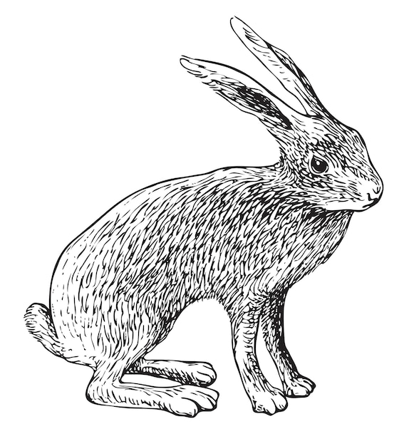 Vector sketch of wild hare