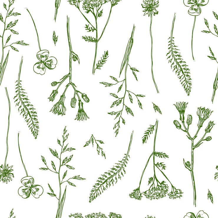 Sketch of wildflower