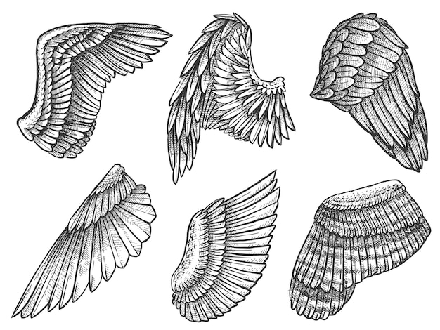 翼をスケッチします。手描きのワシ、羽のある天使の詳細な翼、入れ墨の紋章の要素、カードまたはマスコットの刻まれた描画ベクトル。紋章の翼、精神的な自由の翼のある描画イラスト