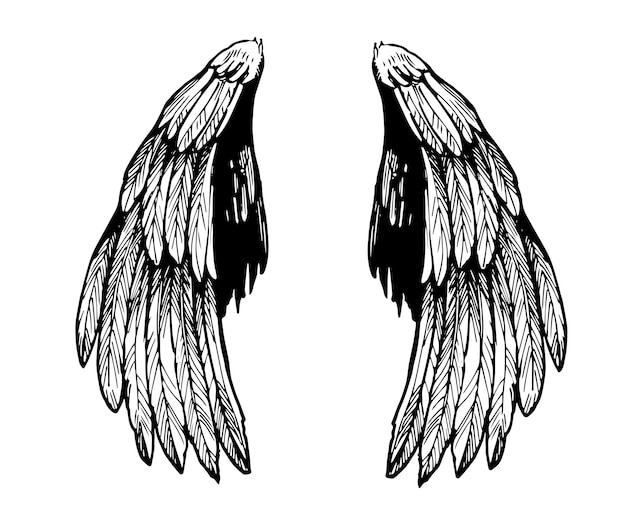 Sketch of wings. hand drawn illustration isolated on white