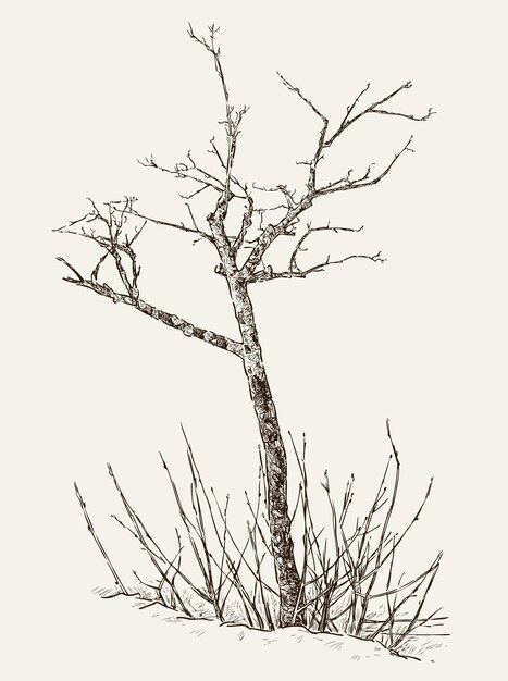 Vector sketch of a young sapling