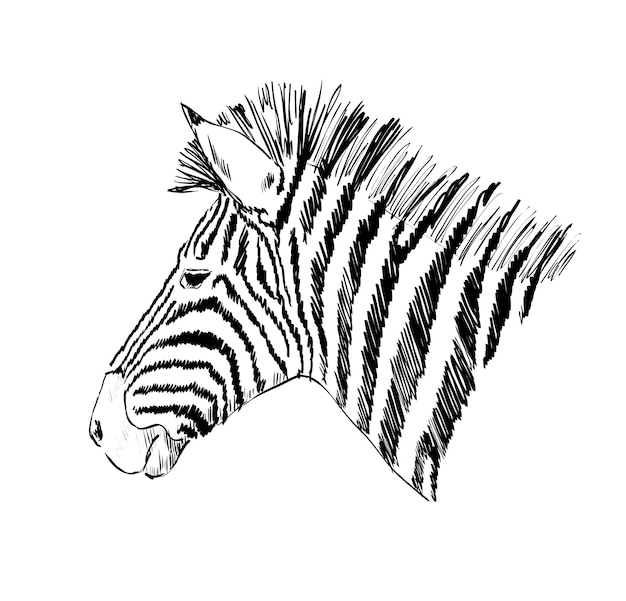 Sketch of a zebra