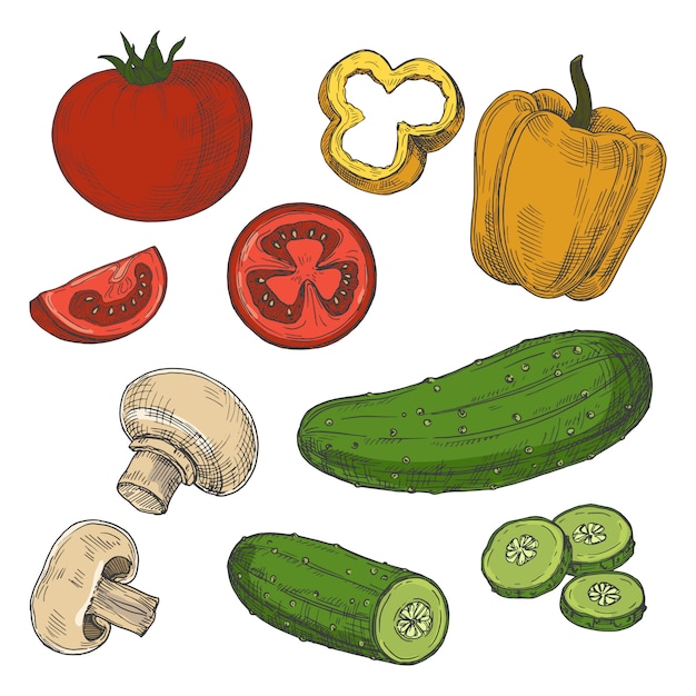 Sketched tomatoes, cucumbers, mushrooms and sweet pepper   on white background