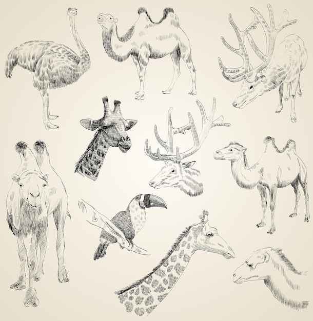 Vector sketches of animals