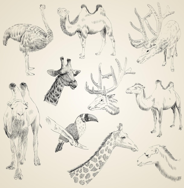 Sketches of animals