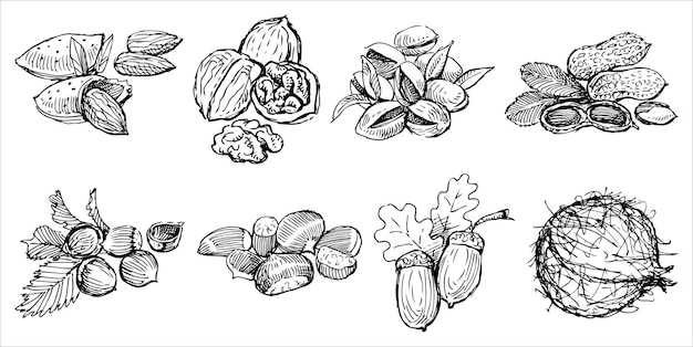 Sketches of collection various wild and cultivated nuts delicious healthy food vector hand drawing