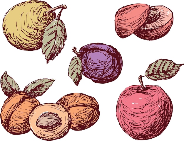 Sketches of the different fruit