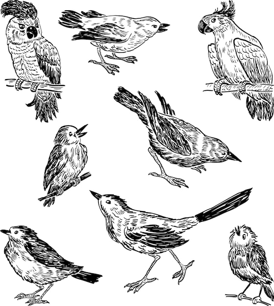 Sketches of the different wild birds