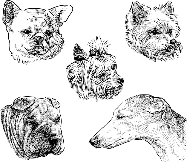 Sketches of the dogs heads