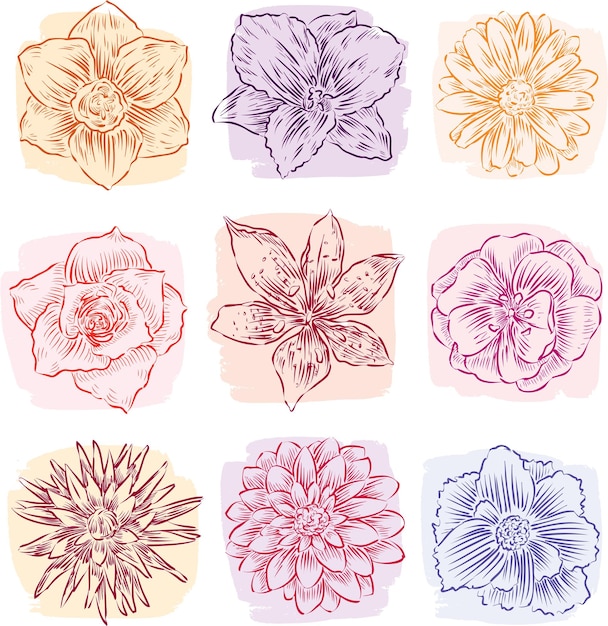 Sketches of garden flowers