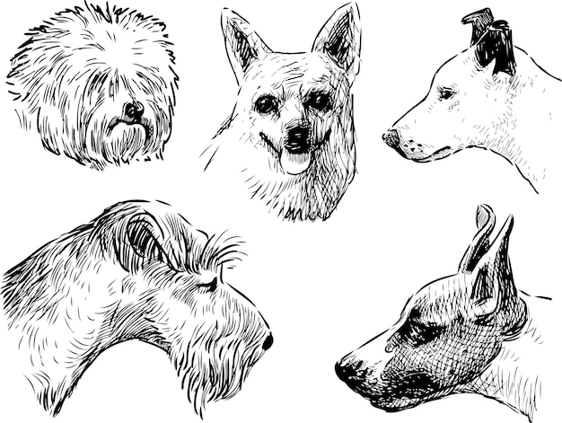 Vector sketches of heads various dogs