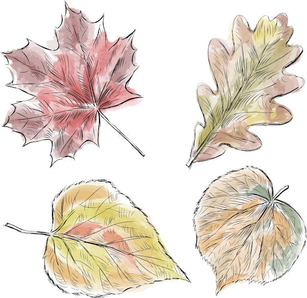 Эскизы различных осенних листьев деревьев, нарисованные акварелью