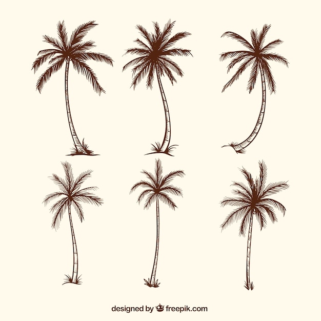 Sketches of palm trees