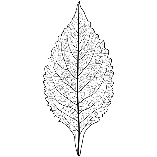 Sketches silhouettes leaves on white background illustration