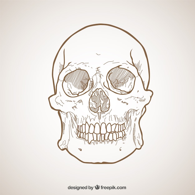 Sketchy skull