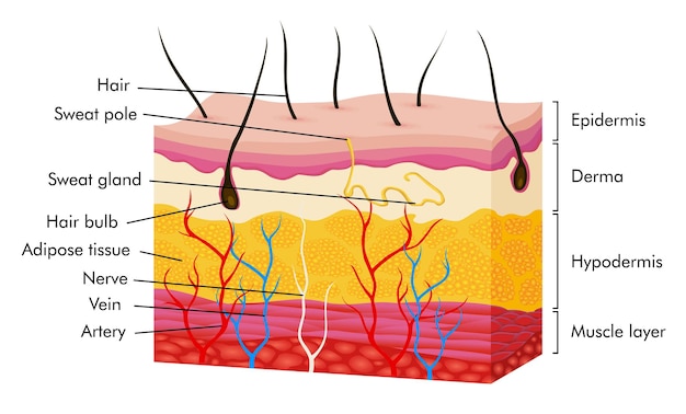 Vettore anatomia della pelle isolata su bianco