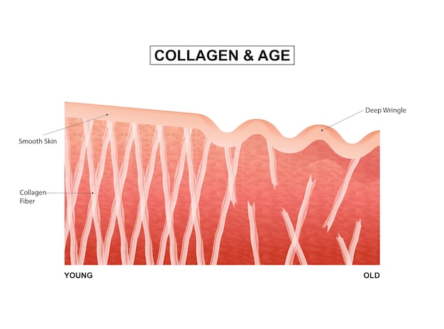 벡터 생애주기별 피부 콜라겐 젊음과 노년 피부의 콜라겐