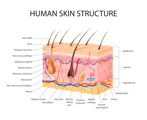 Вектор Концепция сенсорных рецепторов кожи с эпидермисом волос и плоской дермы
