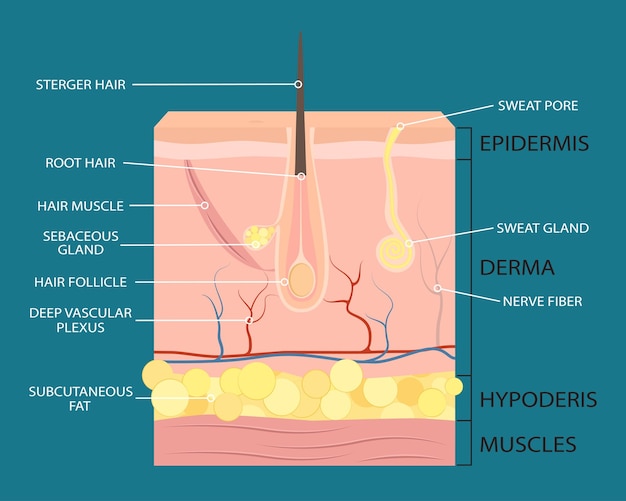 Vector skin structure 1