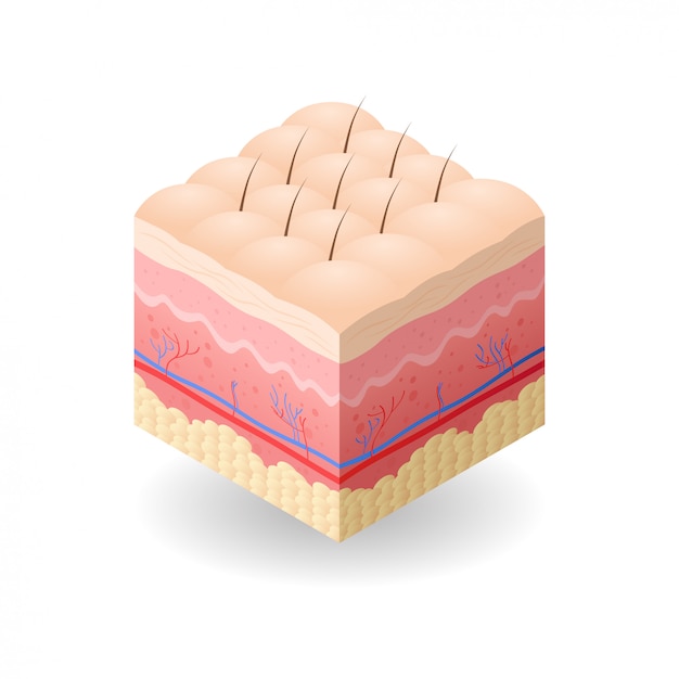 Кожа с целлюлитом и волосы поперечное сечение слоев кожи структура кожи уход за кожей медицинская концепция плоский