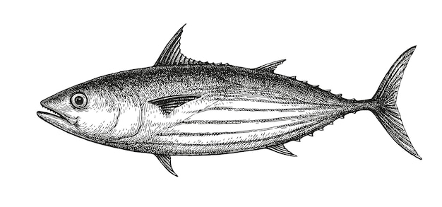 カツオマグロ。魚のビンテージ スタイルのインク描画。