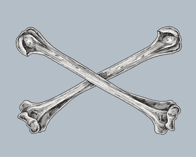 Skull and Crossbones tekening illustratie