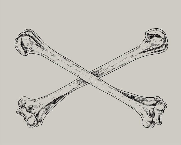 Skull and Crossbones tekening illustratie