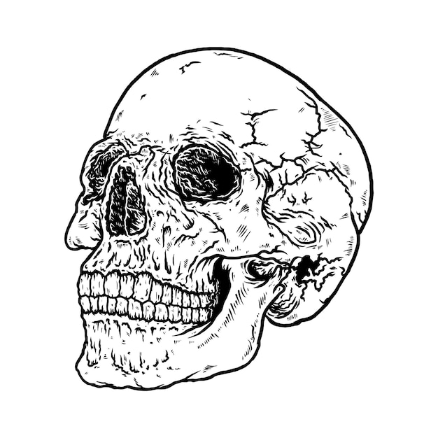 Skull art illustration