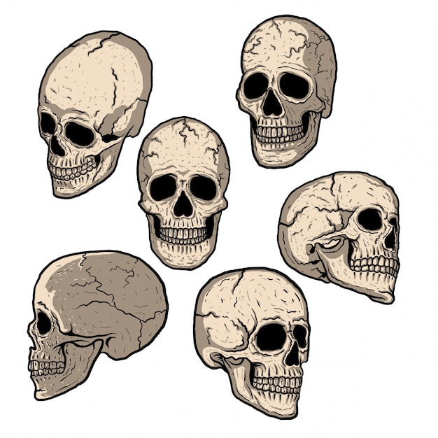 Коллекция черепа