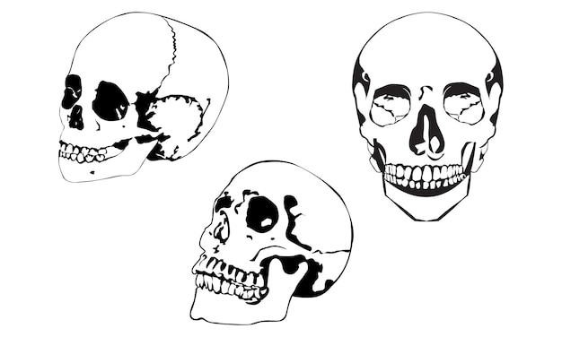 Vector skull design