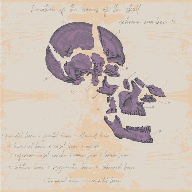 Skull disassembled in detail in the style of anatomical graphics