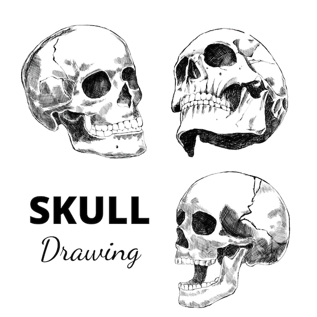 Vector skull drawing set