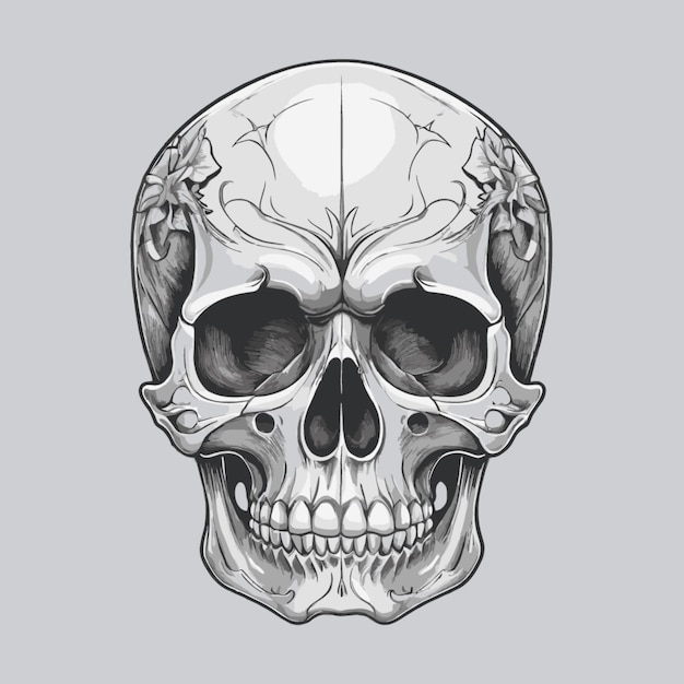 Skull drawing vector on a white background