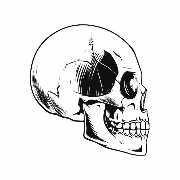 Vector skull from side