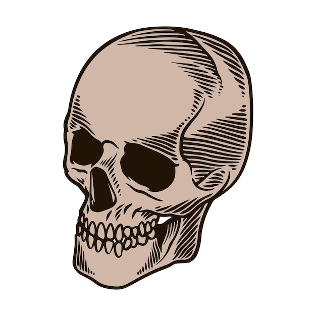 skull head engraving illustration vector