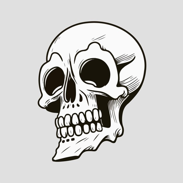 Vector skull head isolated vector illustration