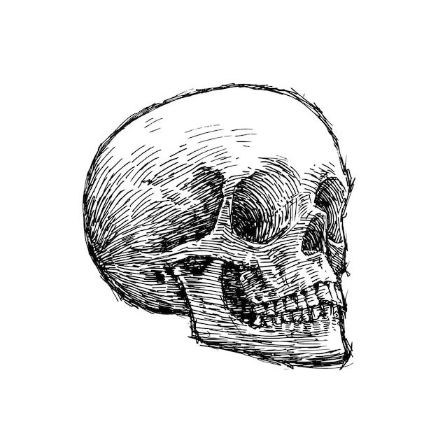 skull illustration