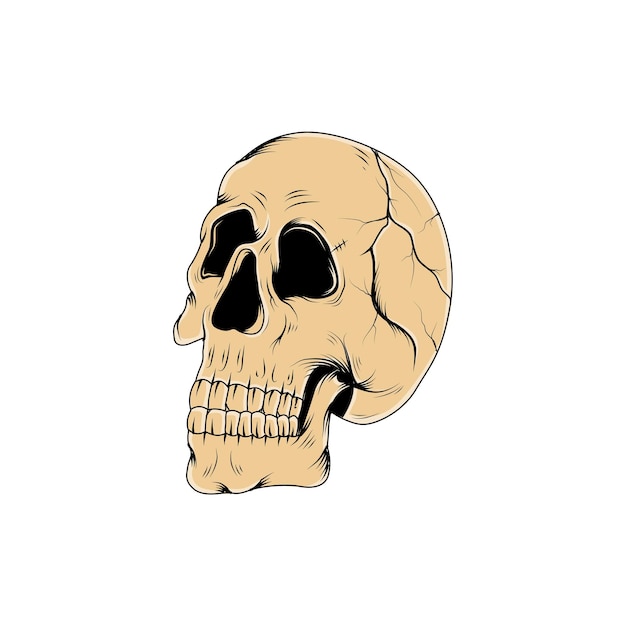 Векторная иллюстрация черепа головы скелета