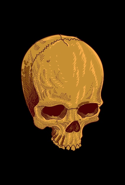 Skull vector illustration