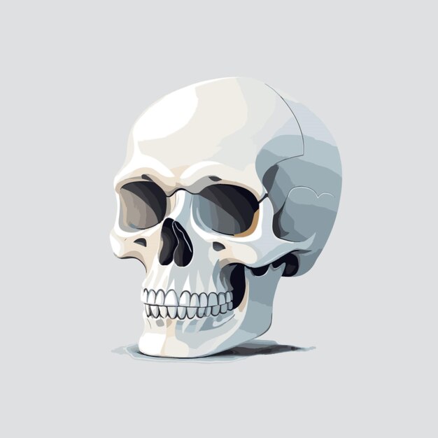 Vector skull vector on white background